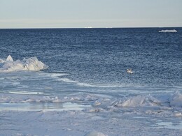 ������ G&aring;sgrund, 18 ����� 2018