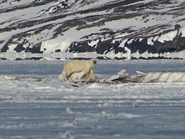 ������� �� ���� �����-������. ����������, 25 ������ 2018