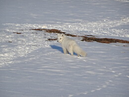 ����� � ������� ��������. ����������, 2 ��� 2018