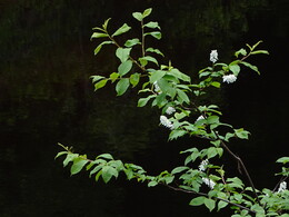 ����-������ ����� �� ���� ������� � ����, 1 ���� 2018