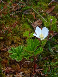 ������ �������. ����-������ ����� �� ���� ������� � ����, 1 ���� 2018