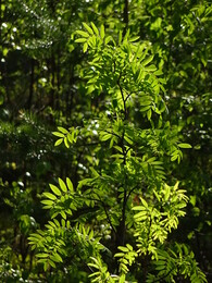 ����-������ ����� �� ���� ������� � ����, 3 ���� 2018