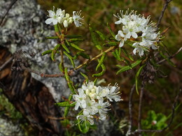 ������ ���������. ����-������ ����� �� ���� ������� � ����, 4 ���� 2018