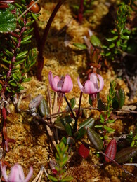 �������� ������. ����� ����� � �������, 17 ���� 2018