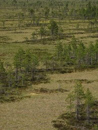 ������ Siikaneva. ����� ����� � �������, 17 ���� 2018