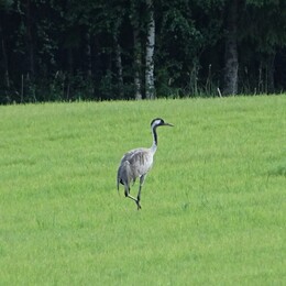 �������. ����� ����� � Karkkila, 19 ���� 2018