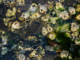 ����� �����. �����, 31 ���� 2018