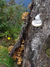 ����� ����� � J&auml;ms&auml;, 8 �������� 2018