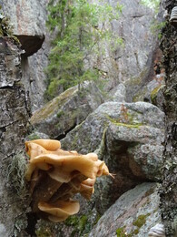 ����� ����� � J&auml;ms&auml;, 9 �������� 2018