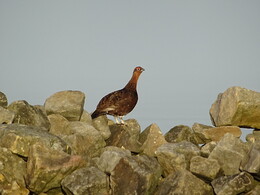 ���������. ���������, ������, 22 ������� 2018