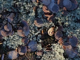 ����. ����� � ���� Sipoonkorpi, 24 ������ 2018