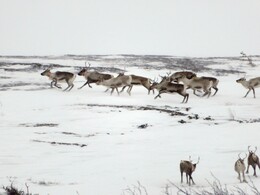 �����; ������ ����� �� ���������, 28 �����