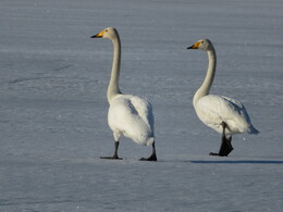 ������ ������� �� ������ �� ������, 6 ������