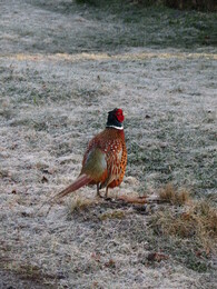 �����, 21 ������