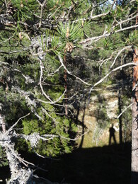 �������� � ����� Tejo, 14 ���