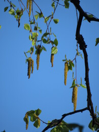 ����-������ ��� ��������, 19 ���