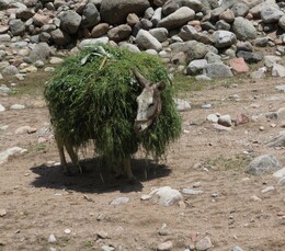 �����������, 7 ����