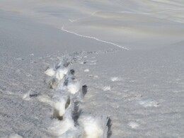 �����������, 13 ����