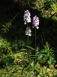 ��������; �������, 13 ����