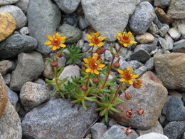 ���� ������, ��������, 25 ����