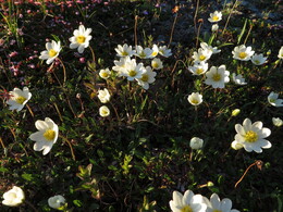 ���� ������, ��������, 26 ����