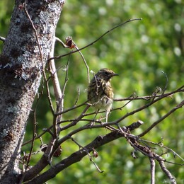 ���� ������, ��������, 29 ����