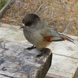 ������� �� ���������, ����� - ����, 22 ��������