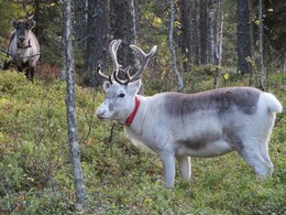 ������� �� ���������, ����� - ����, 23 ��������