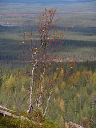 ������� �� ���������, ����� - ����, 23 ��������