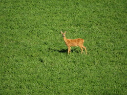 �������� ����� �����������, 28 ��������