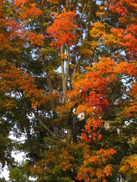 ���������, 1 �������