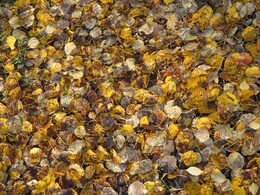 ���������, 23 �������