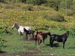 ����� �� ������