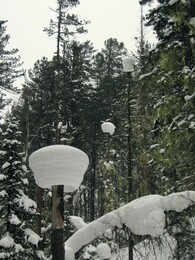 Огромные снежные грибы на пнях