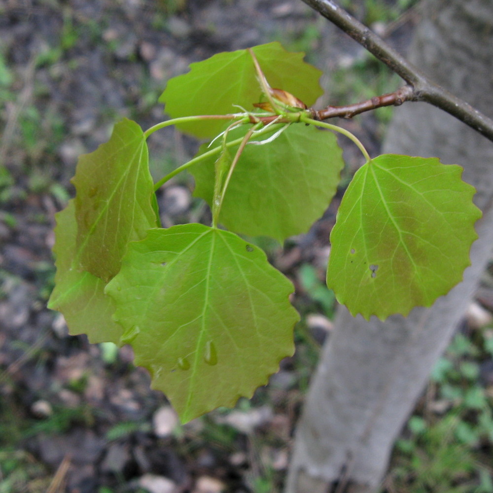 Листья тополя фото весной