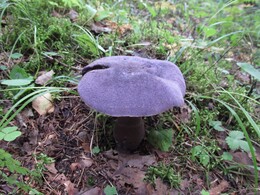 фиолетовый гриб
