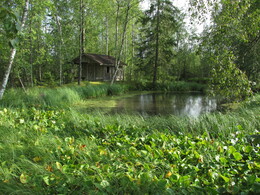 домик в болоте