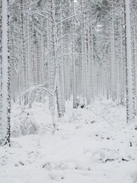 белый лес