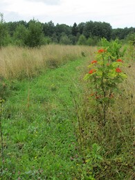 поле у деревни Хорошево