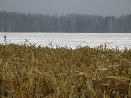 Кукурузное поле. Олег В. набрал кукурузы и на обеде варил ее.