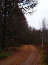 road in larch woods