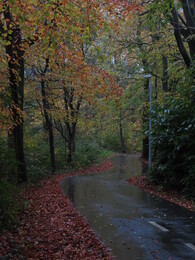 9 ноября, дорожка в университет, дождь