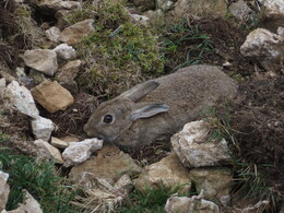 кролики прячутся в камнях, убегают, только когда подойдешь вплотную