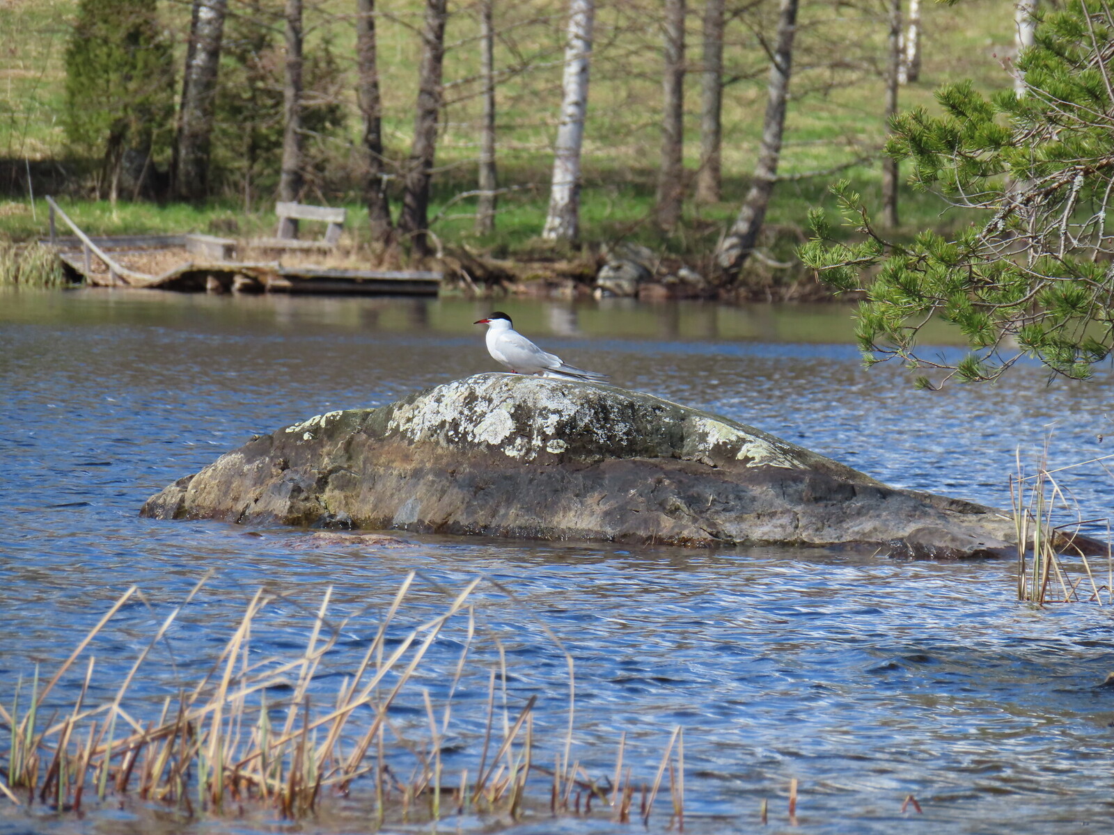 Arctic Tern 