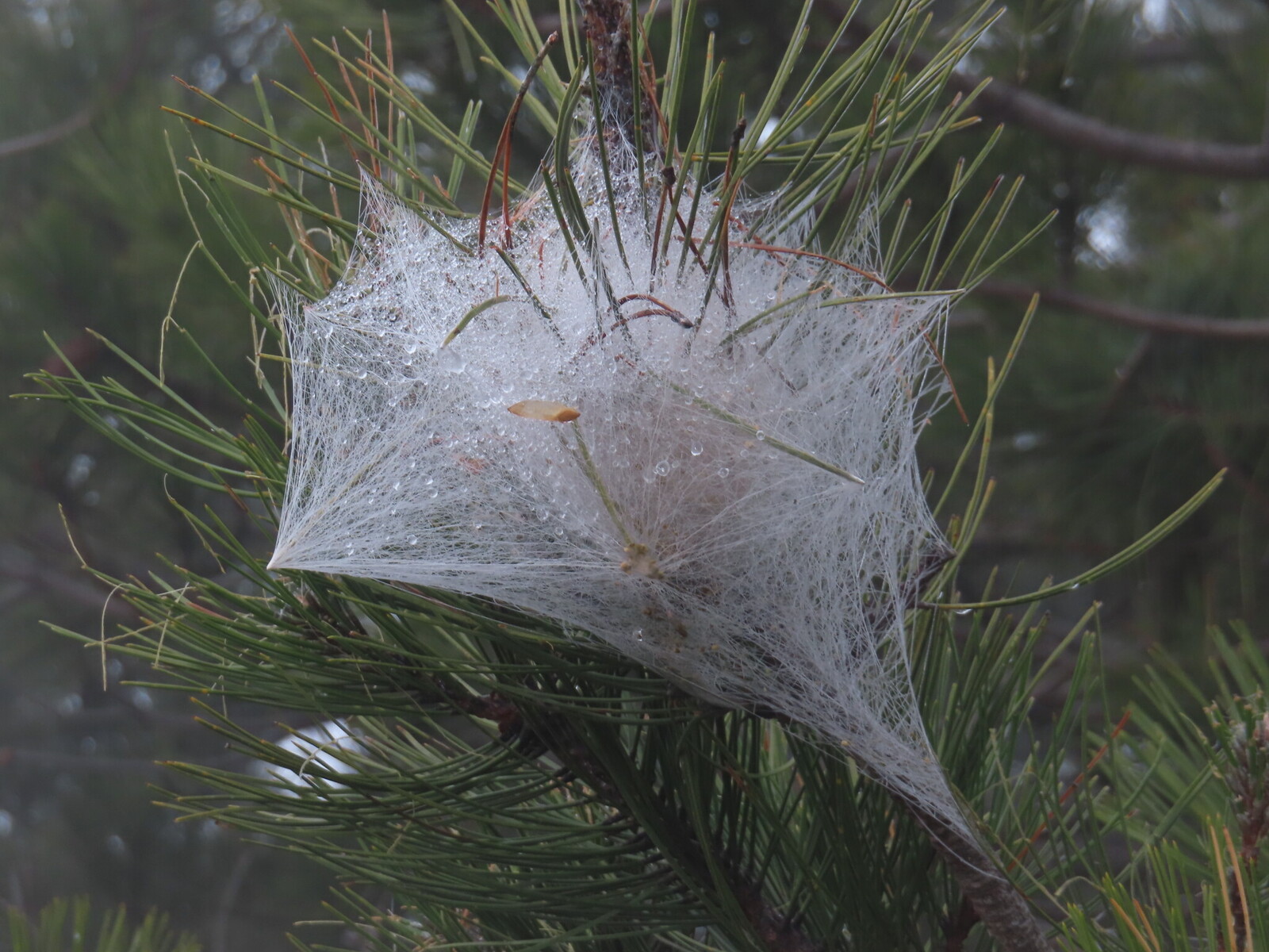 ����� �������� ������� �� ������