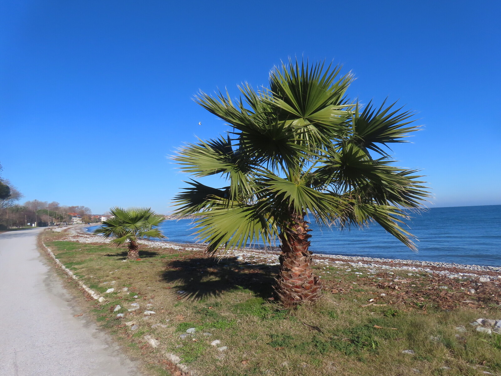 ����� ����