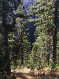 �������� ���