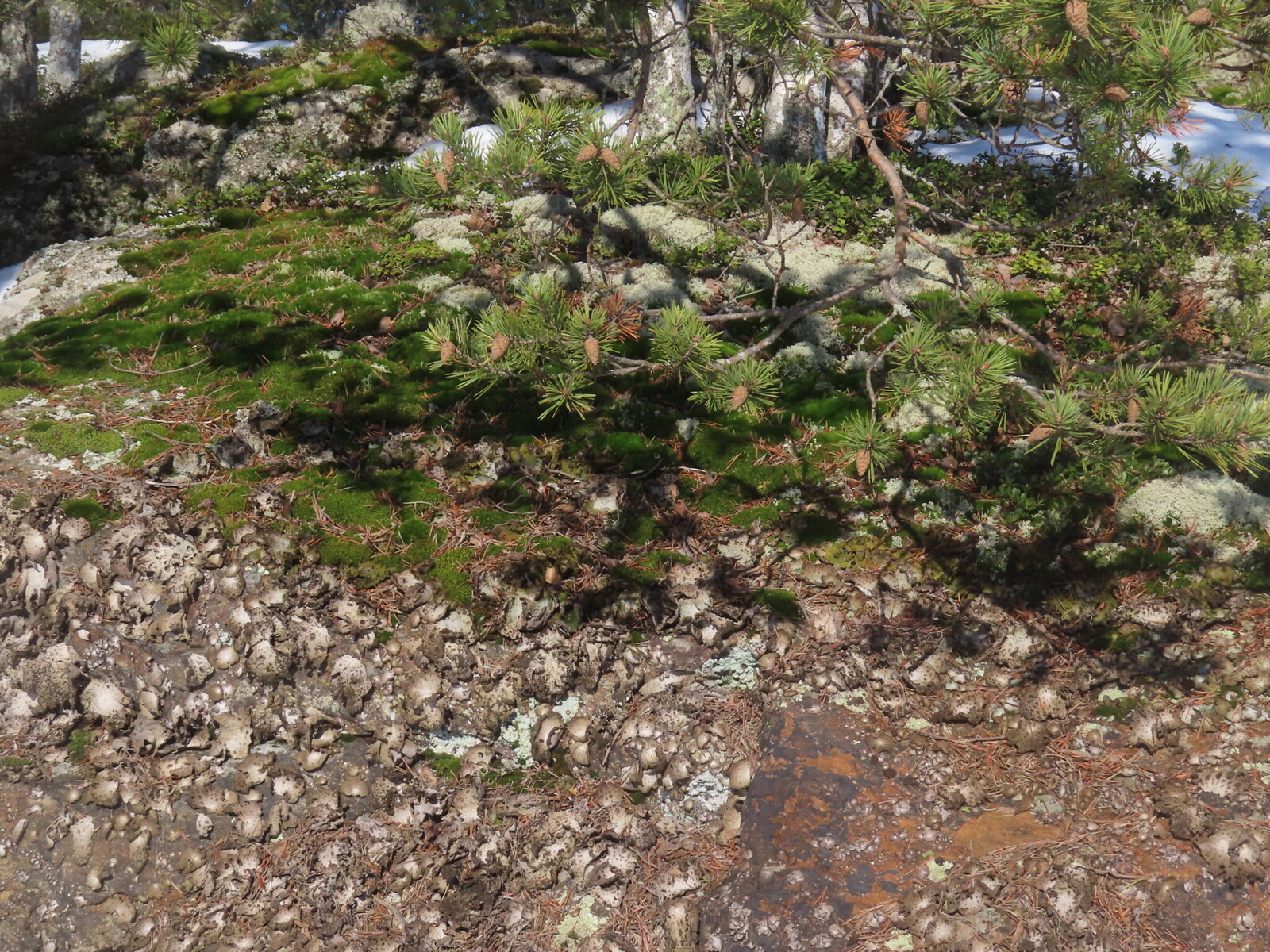 ��� ����� ������ �� ���������� �������