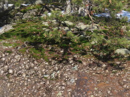 ��� ����� ������ �� ���������� �������