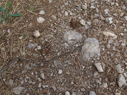 ������� �� �������